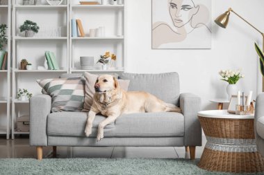 Şirin Labrador köpeği evdeki kanepede yatıyor.