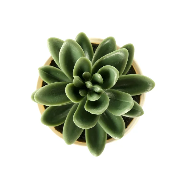 Artificial Succulent White Background Top View — Stock Photo, Image
