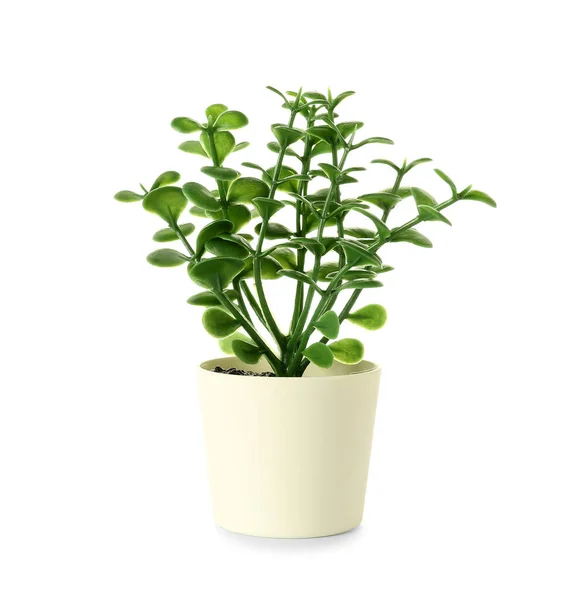 Künstliche Pflanze Auf Weißem Hintergrund — Stockfoto