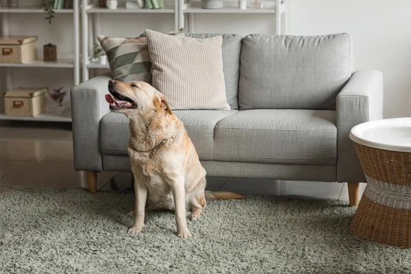 Cute Labrador Dog Sitting Carpet Home — Stock Photo, Image