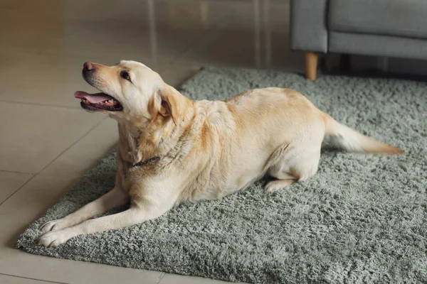 Leuke Labrador Hond Liggend Tapijt Thuis — Stockfoto