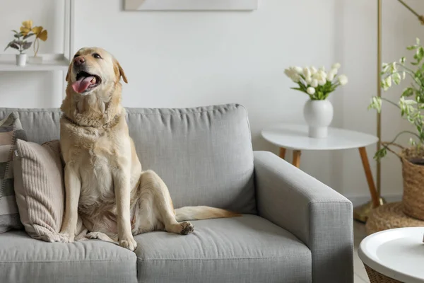 Cão Labrador Bonito Sentado Sofá Cinza Casa — Fotografia de Stock