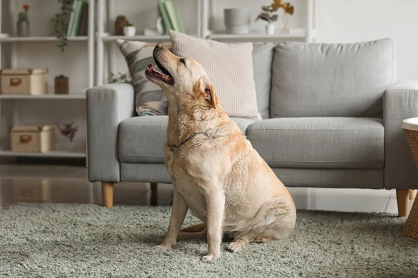 Leuke Labrador Hond Zittend Tapijt Thuis — Stockfoto