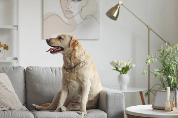 Cute Labrador Dog Sitting Grey Sofa Home — Stock Photo, Image