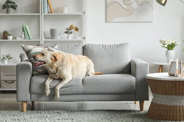 Cute Labrador Dog Lying Grey Sofa Home — Stock Photo, Image