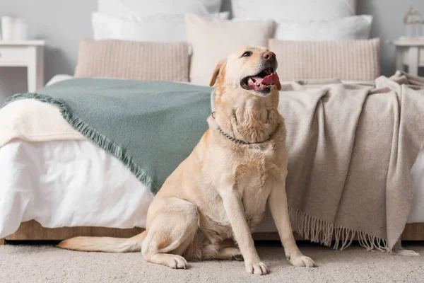 Roztomilý Labrador Pes Sedí Koberci Ložnici — Stock fotografie