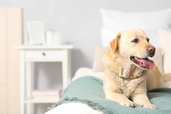 Sød Labrador Hund Liggende Soveværelset - Stock-foto