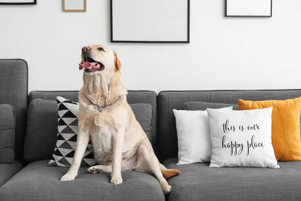 Cão Labrador Bonito Sentado Sofá Casa — Fotografia de Stock