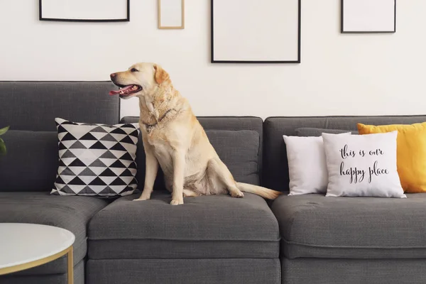 かわいいですラブラドール犬座っていますソファに自宅で — ストック写真