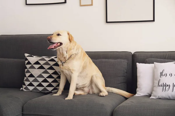 かわいいですラブラドール犬座っていますソファに自宅で — ストック写真