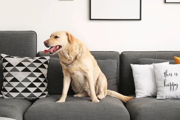 Cão Labrador Bonito Sentado Sofá Casa — Fotografia de Stock