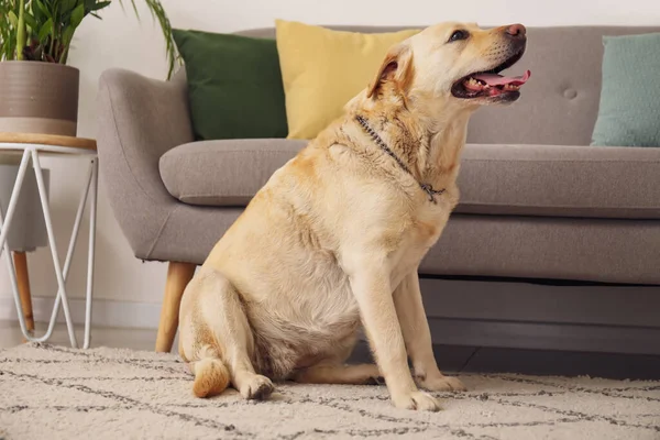 Roztomilý Labrador Pes Sedí Koberci Doma — Stock fotografie