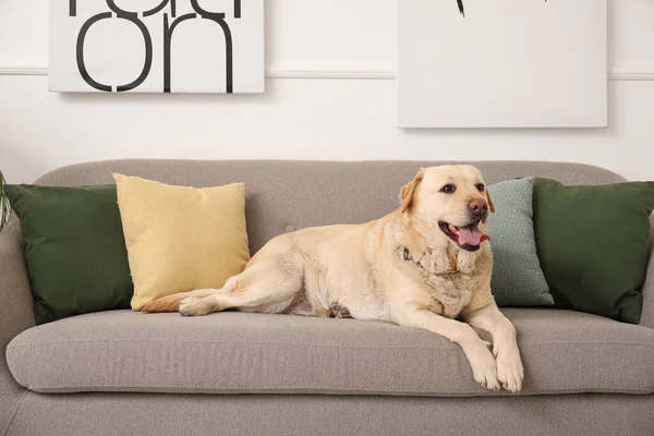Sød Labrador Hund Liggende Sofaen Derhjemme - Stock-foto