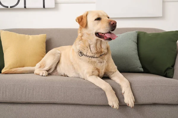 Cão Bonito Labrador Deitado Sofá Casa — Fotografia de Stock
