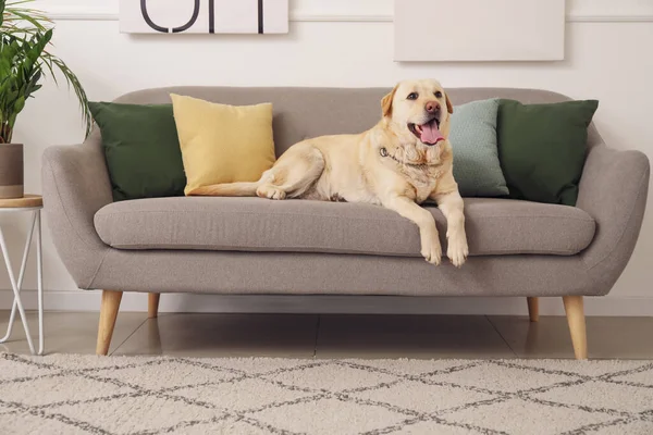 Cute Labrador Dog Lying Sofa Home — Stock Photo, Image