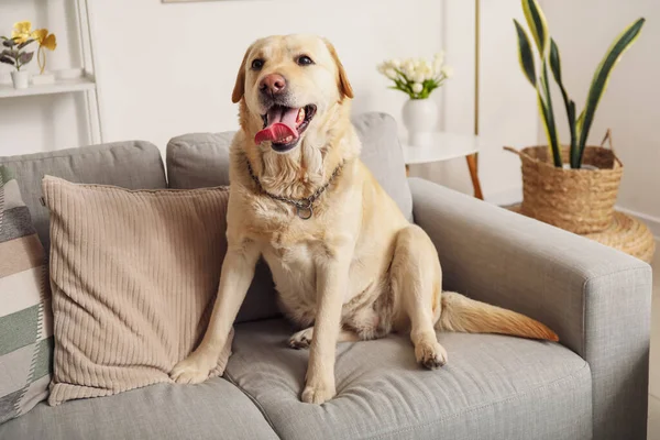 Sød Labrador Hund Sidder Sofaen Derhjemme - Stock-foto