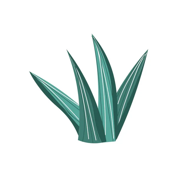 Succulent Vert Sur Fond Blanc — Image vectorielle