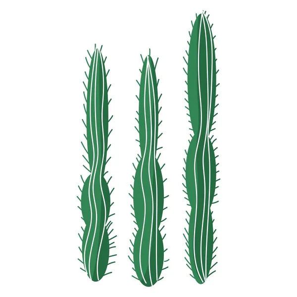 Green Cacti White Background — Stock Vector