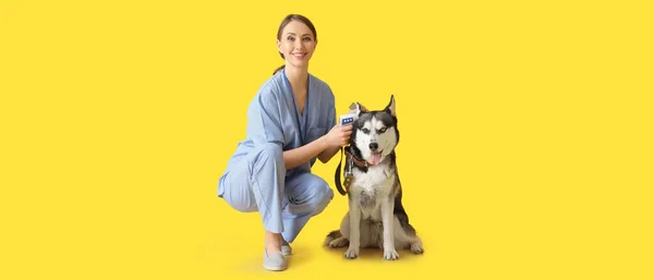 Tierarzt Misst Temperatur Des Niedlichen Husky Hundes Auf Gelbem Hintergrund — Stockfoto