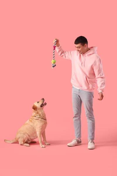 Young Man Playing Cute Labrador Dog Pink Background — Stock Photo, Image
