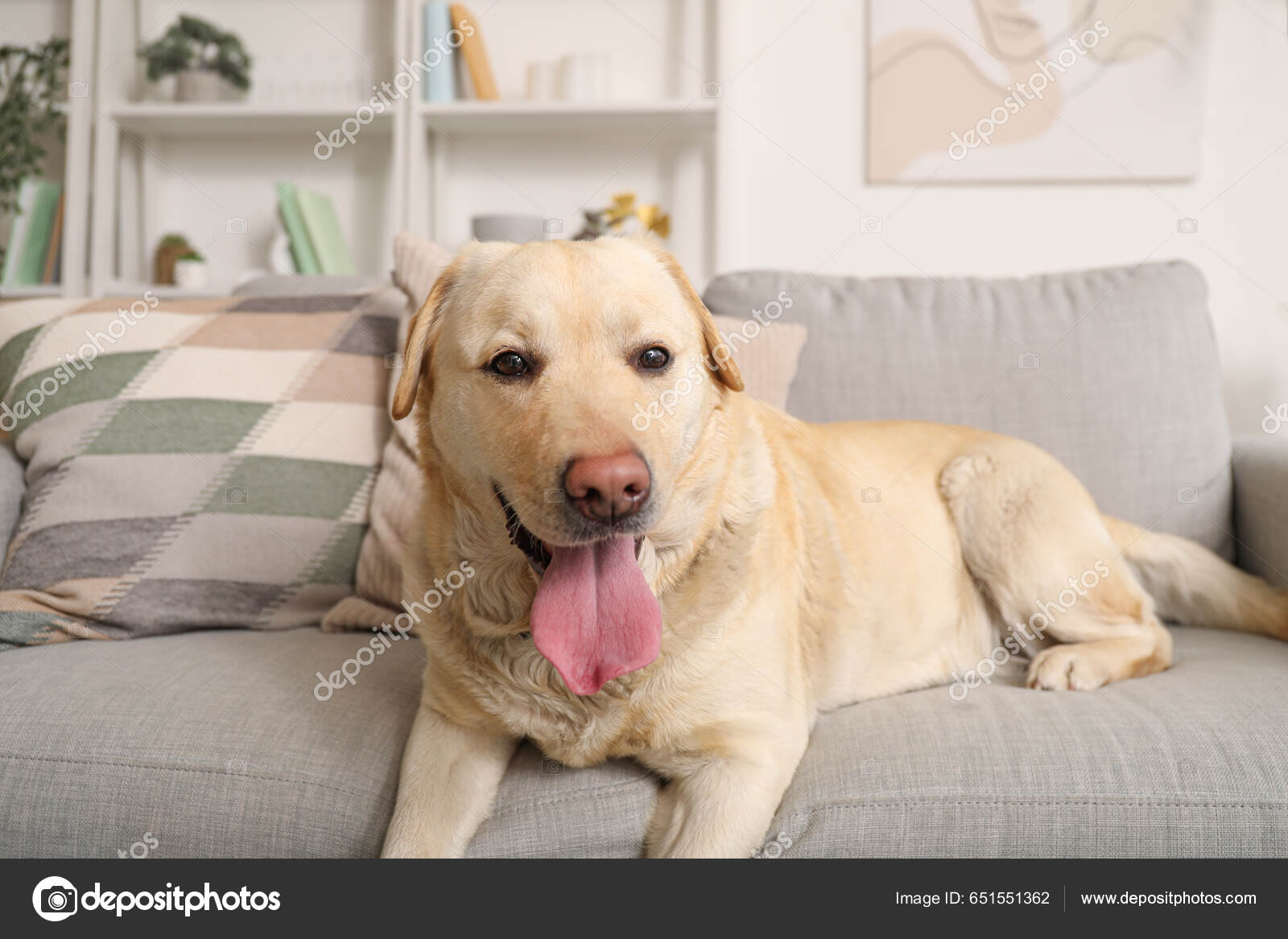 Labrador sofa discount
