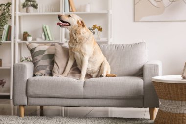 Evdeki gri koltukta oturan şirin Labrador köpeği.