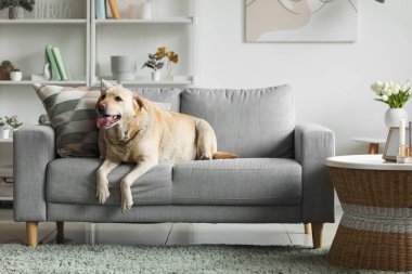 Şirin Labrador köpeği evdeki gri kanepede yatıyor.