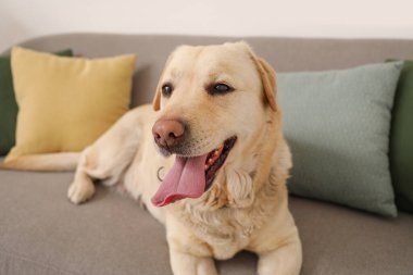 Evdeki kanepede uzanmış şirin Labrador köpeği, yakın plan.