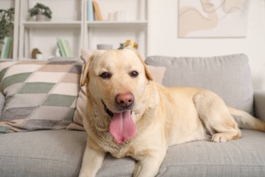 Şirin Labrador köpeği evdeki kanepede yatıyor.