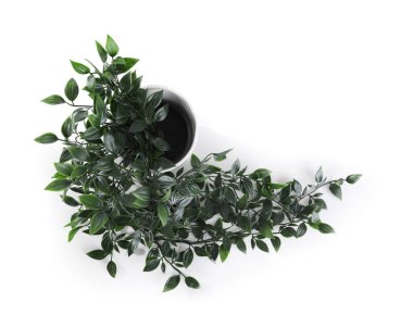 Beyaz arkaplanda suni bitki