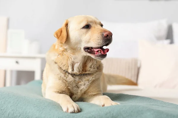 Söpö Labrador Koira Makaa Makuuhuoneessa — kuvapankkivalokuva