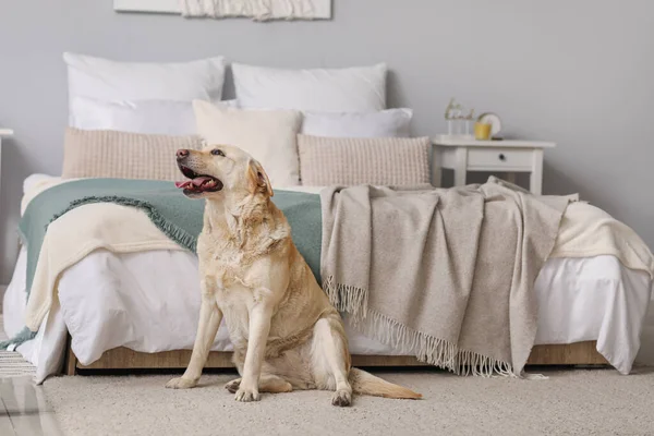 可愛いラブラドール犬はベッドルームでカーペットの上に座って — ストック写真