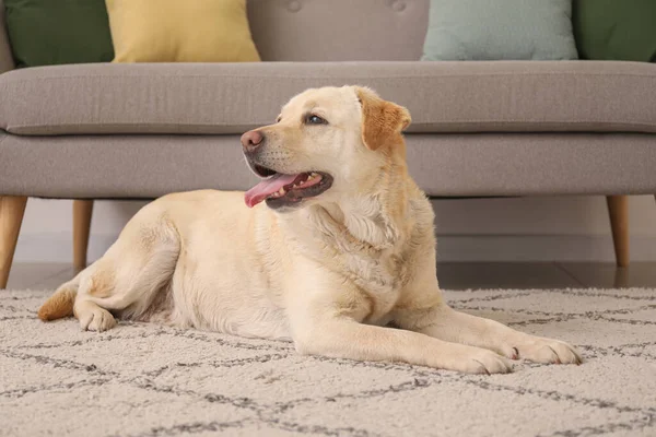Cute Labrador Dog Lying Carpet Home — Stock Photo, Image