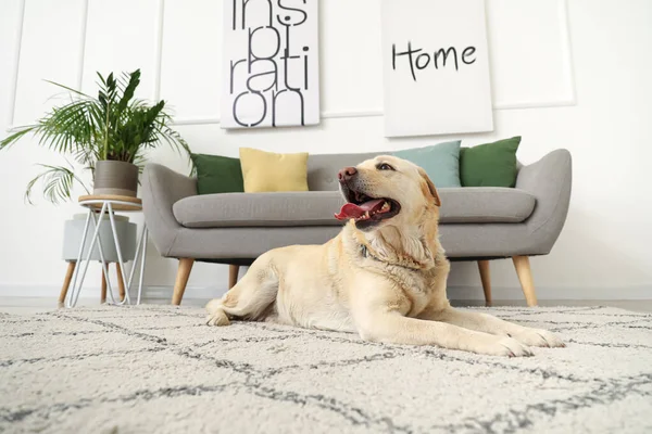 Anjing Labrador Lucu Berbaring Karpet Rumah — Stok Foto
