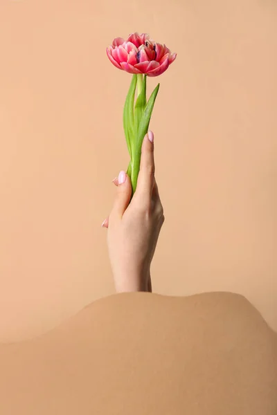 Woman Pink Tulip Beige Background Hand Care Concept — Stock Photo, Image