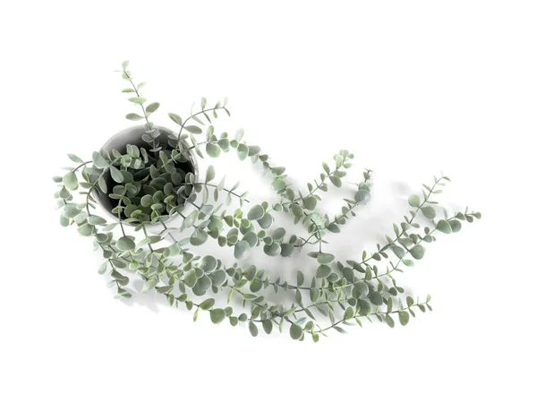 Искусственное Растение Белом Фоне — стоковое фото