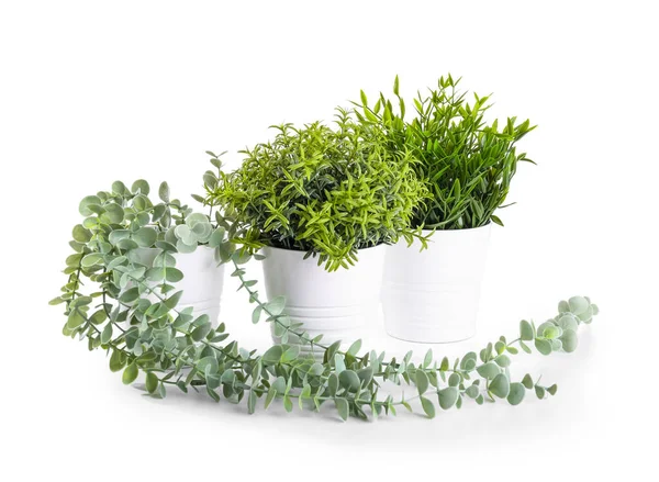Plant white background Images - Search Images on Everypixel