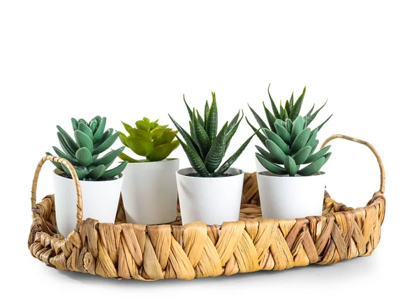 Tray Artificial Succulents White Background — Stock Photo, Image