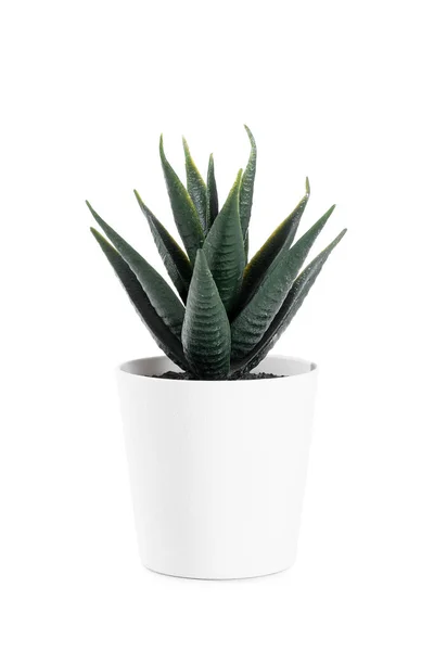 Konstgjord Aloe Vit Bakgrund — Stockfoto