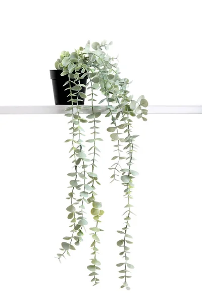 Konstgjord Växt Vit Bakgrund — Stockfoto