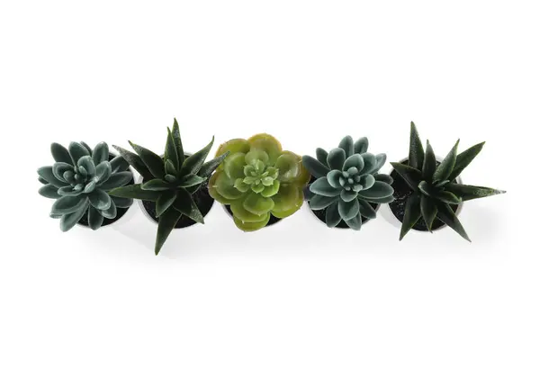 Artificial Succulents White Background — Stock Photo, Image