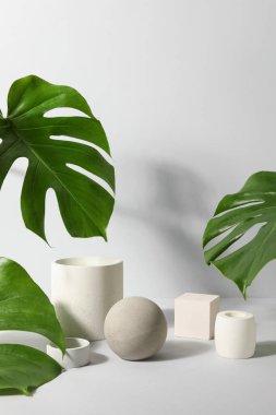 Beyaz arka planda alçı podyumlar ve canavar yaprakları