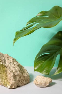 Taşlar ve canavar yaprakları beyaz masada turkuaz arka planda.