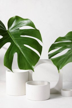 Beyaz arka planda alçı podyumlar ve canavar yaprakları