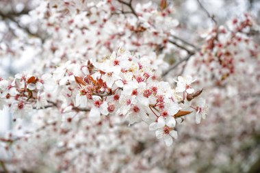 Çiçek açan güzel bir dal, bahar günü, yakın plan.