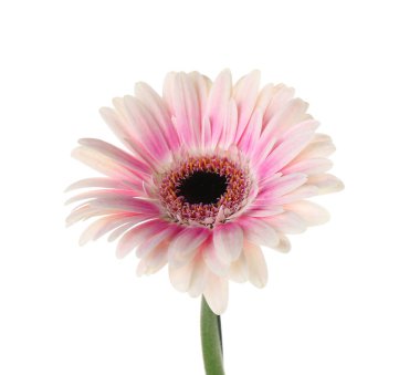 Beyaz arka planda güzel Gerbera çiçeği, yakın plan