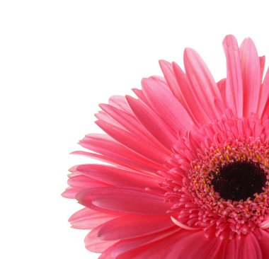 Beyaz arkaplanda pembe gerbera çiçeği, yakın plan.