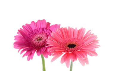 Beyaz arkaplanda pembe gerbera çiçekleri