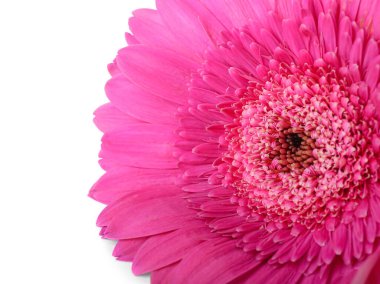 Beyaz arkaplanda pembe gerbera çiçeği, yakın plan.