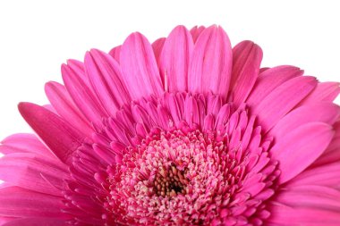 Beyaz arkaplanda pembe gerbera çiçeği, yakın plan.